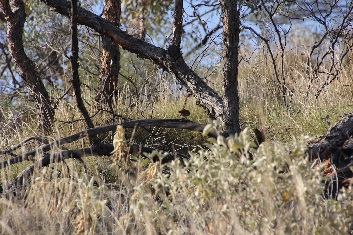 Dusky Grasswren - ML624290802