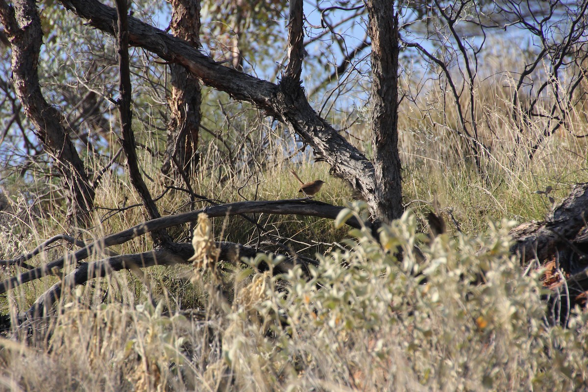 Dusky Grasswren - ML624290803