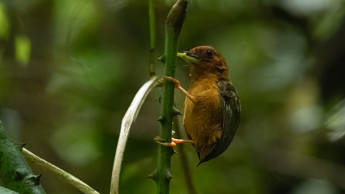 Rufous Piculet - ML624290816