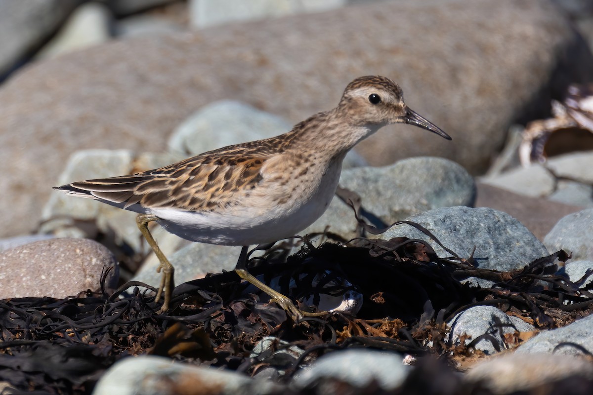 Least Sandpiper - ML624290820
