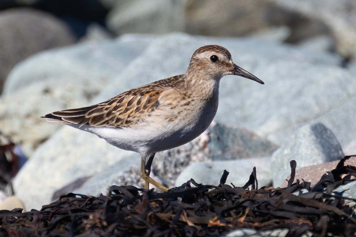 Least Sandpiper - ML624290822