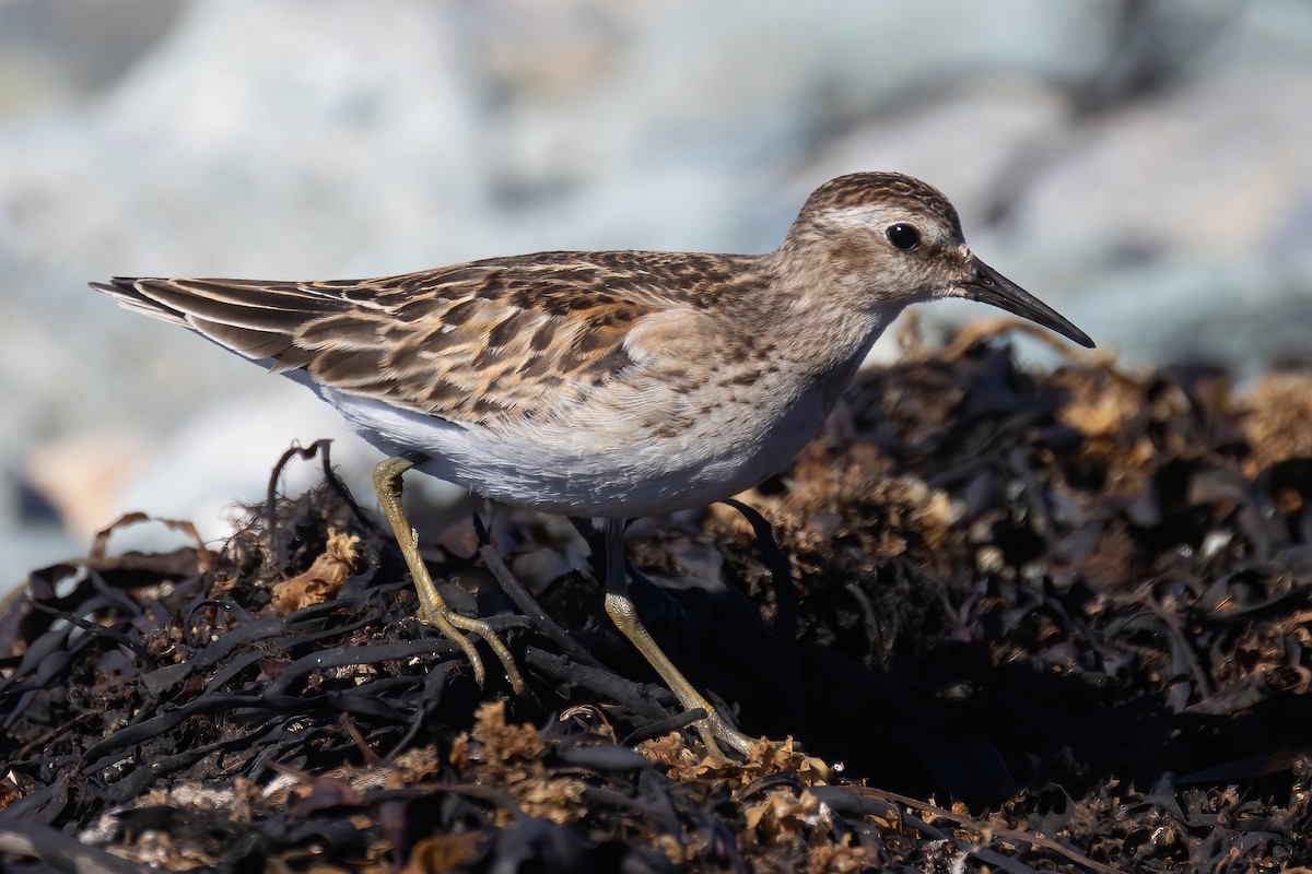 Least Sandpiper - ML624290825