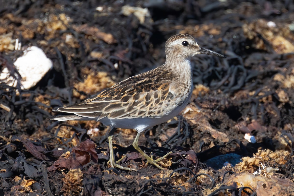 Least Sandpiper - ML624290826