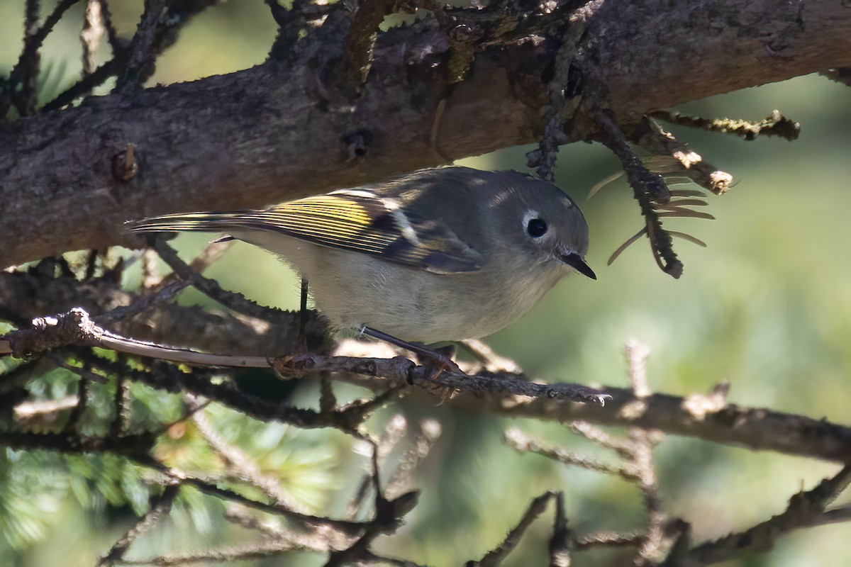 Ruby-crowned Kinglet - ML624290876
