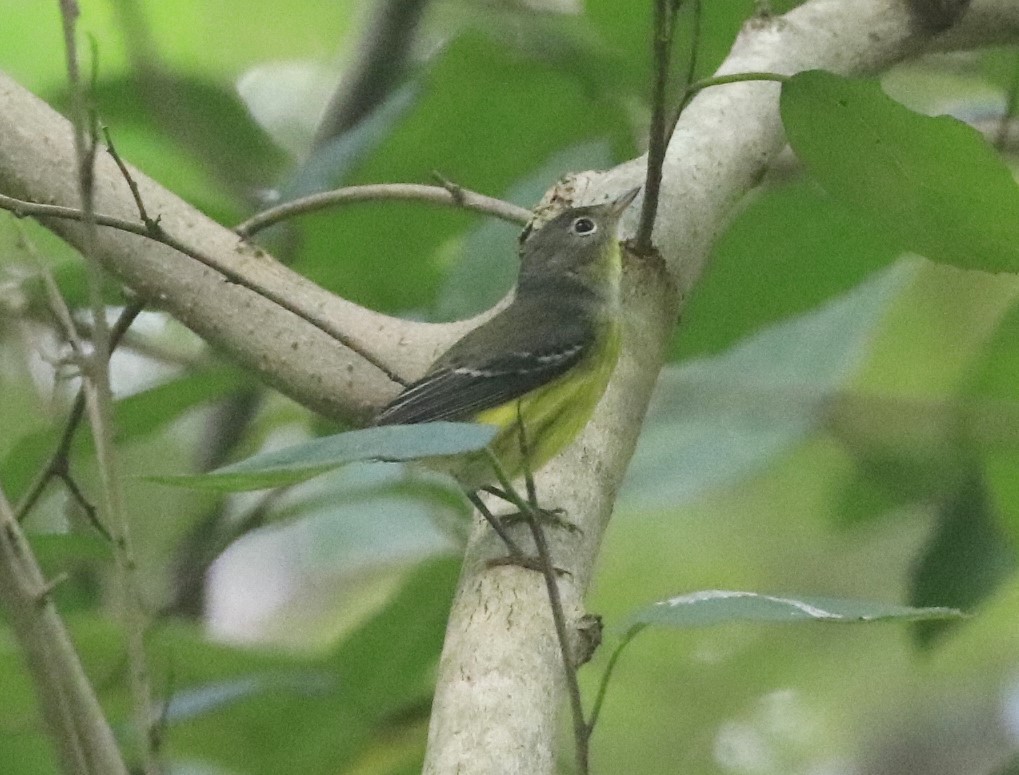 Magnolia Warbler - ML624290899