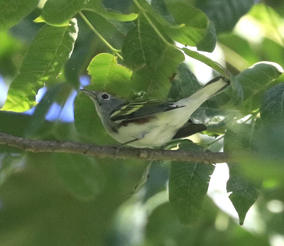Chestnut-sided Warbler - ML624290949