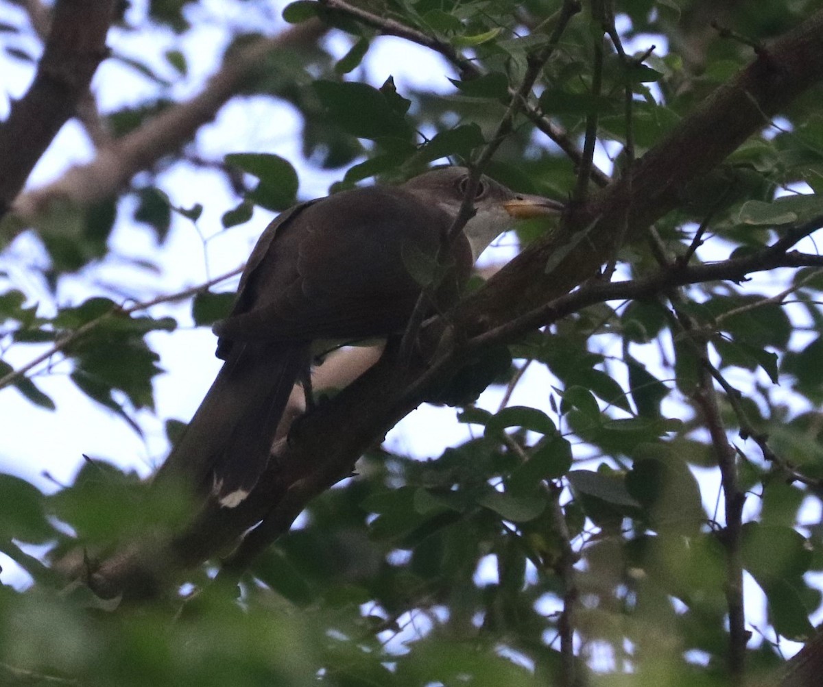 Yellow-billed Cuckoo - ML624290980
