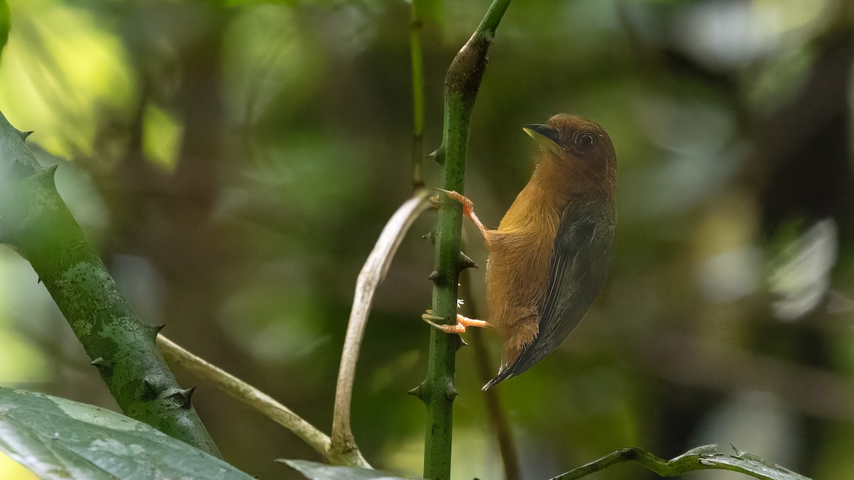 Rufous Piculet - ML624291092