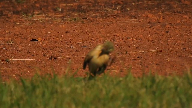 Paddyfield Pipit - ML624291183