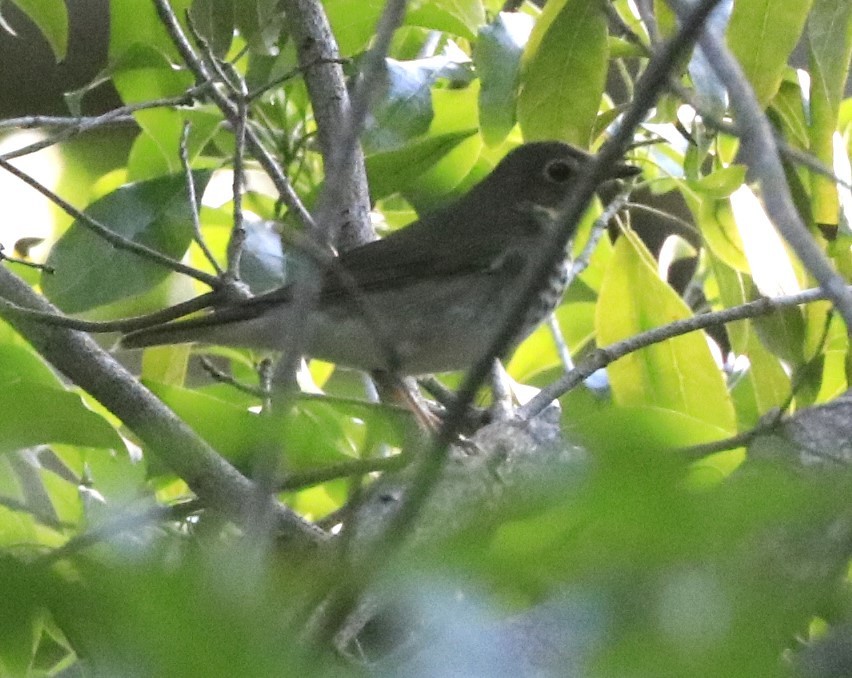 Swainson's Thrush - ML624291187