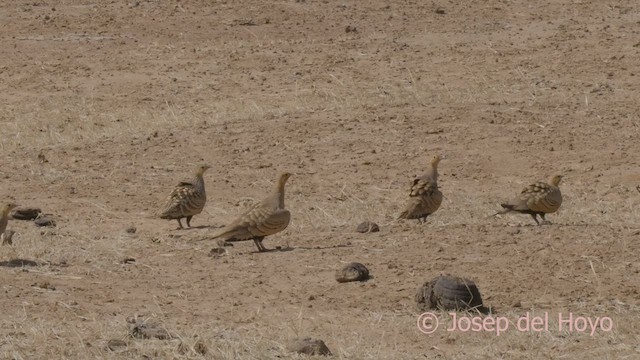 Chestnut-bellied Sandgrouse (African) - ML624291219