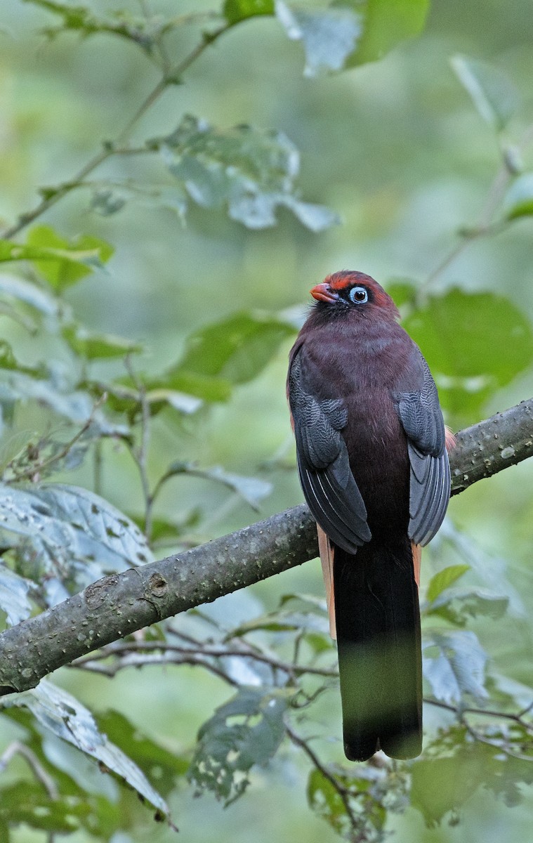 Ward's Trogon - ML624291279