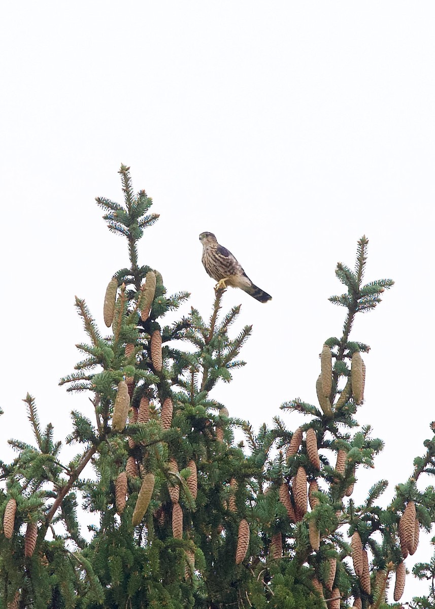Merlin - ML624291380