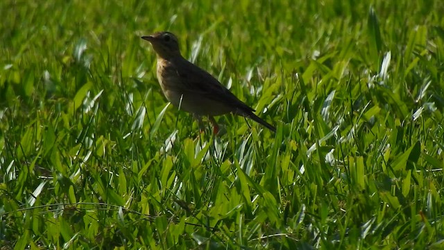 Paddyfield Pipit - ML624291482