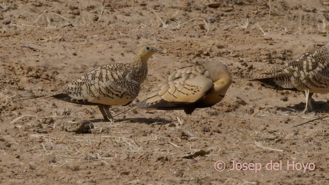 Chestnut-bellied Sandgrouse (African) - ML624291499