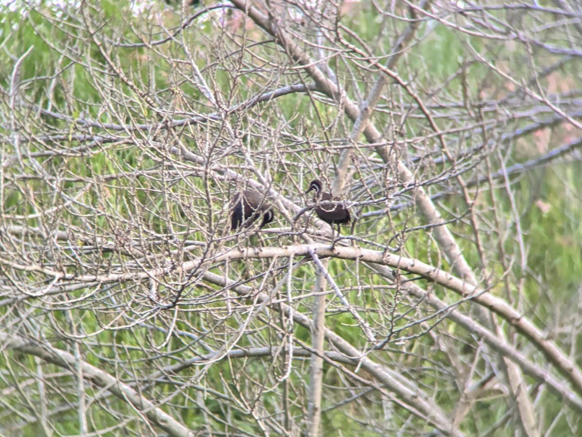 Barred Rail - ML624291537