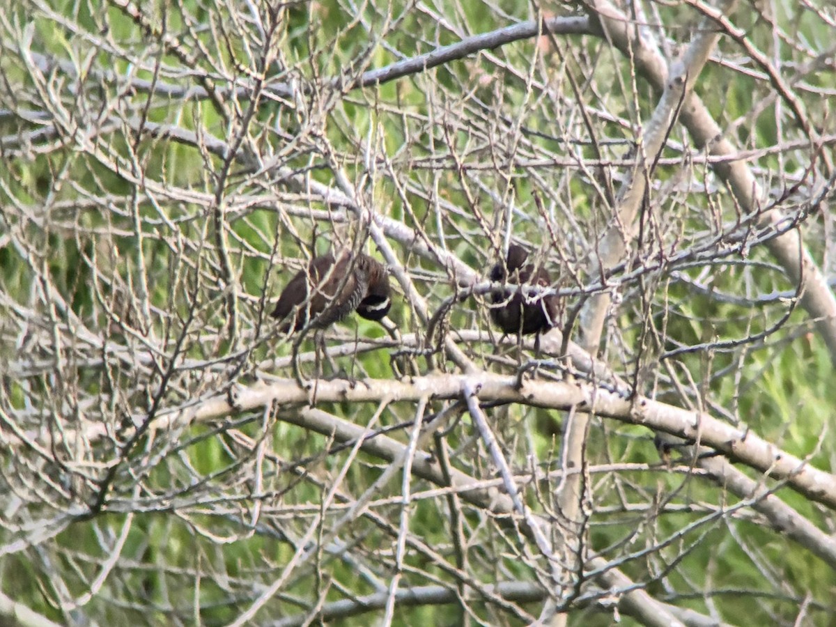 Barred Rail - ML624291538