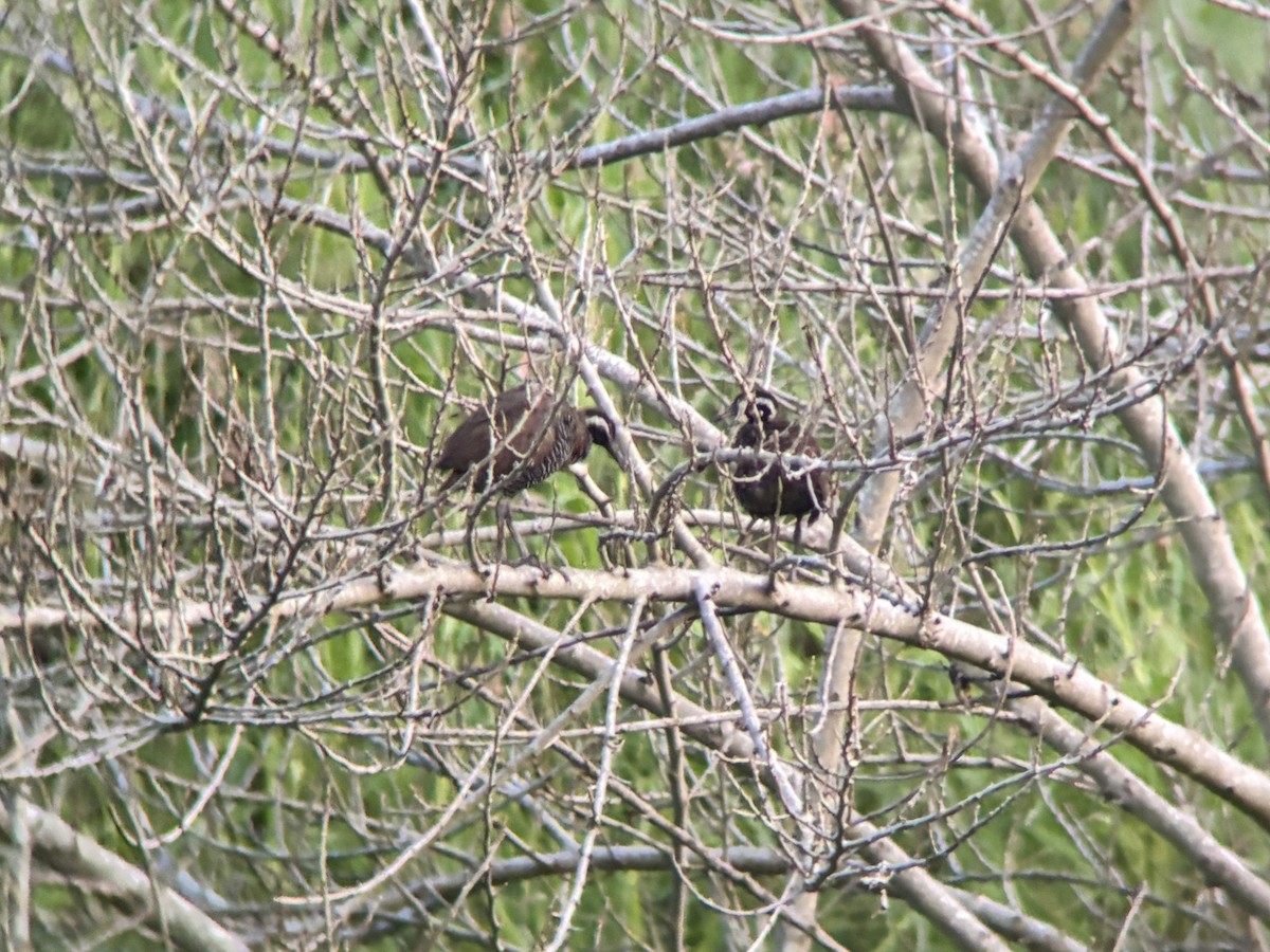 Barred Rail - Kurt  Cabahug