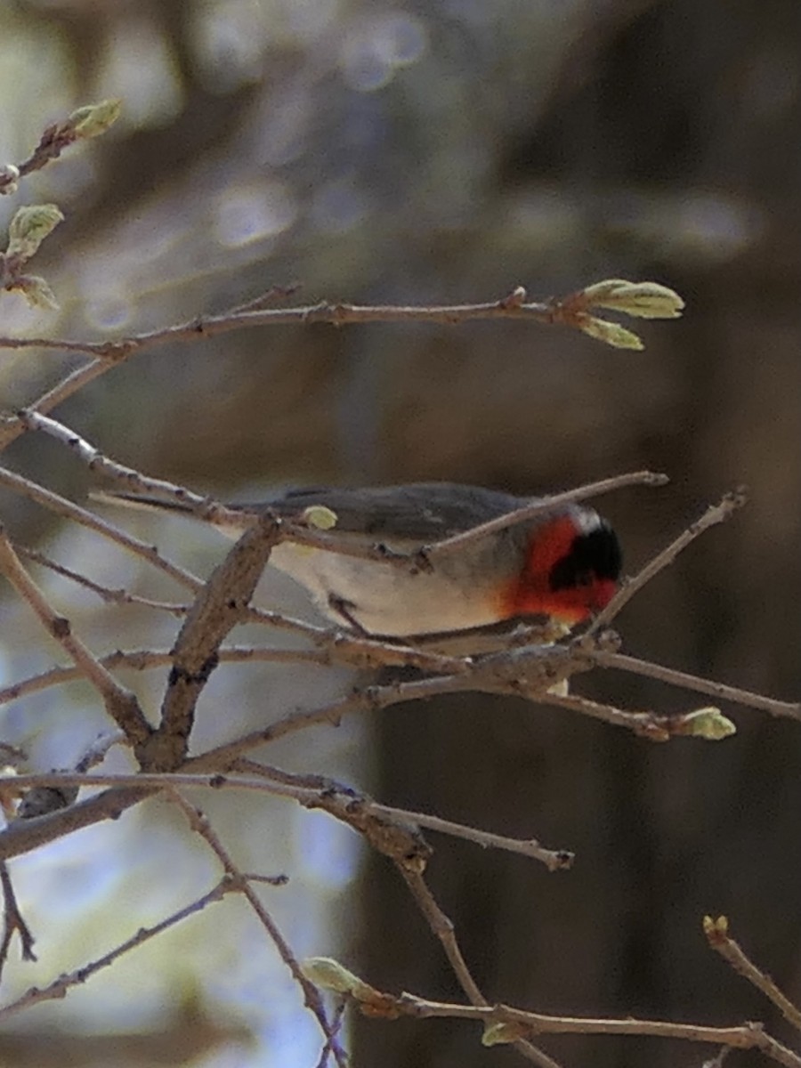 Red-faced Warbler - ML624291560