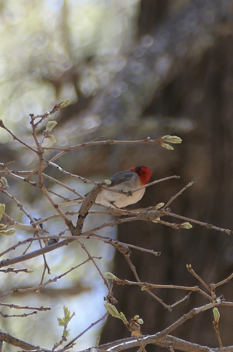 Red-faced Warbler - ML624291561