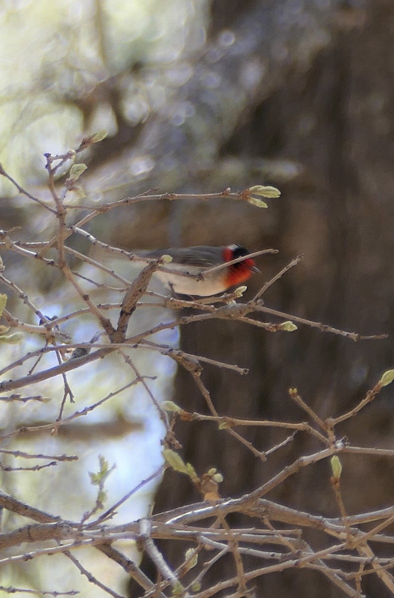 Red-faced Warbler - ML624291562