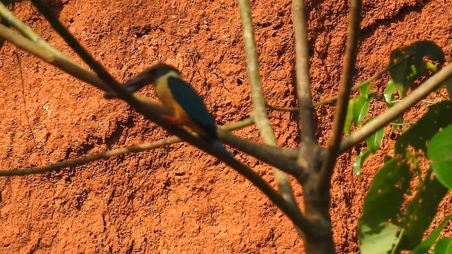 Stork-billed Kingfisher - ML624291646