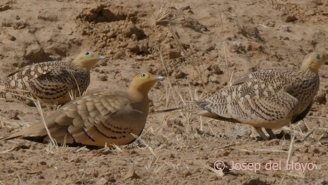 Chestnut-bellied Sandgrouse (African) - ML624291834