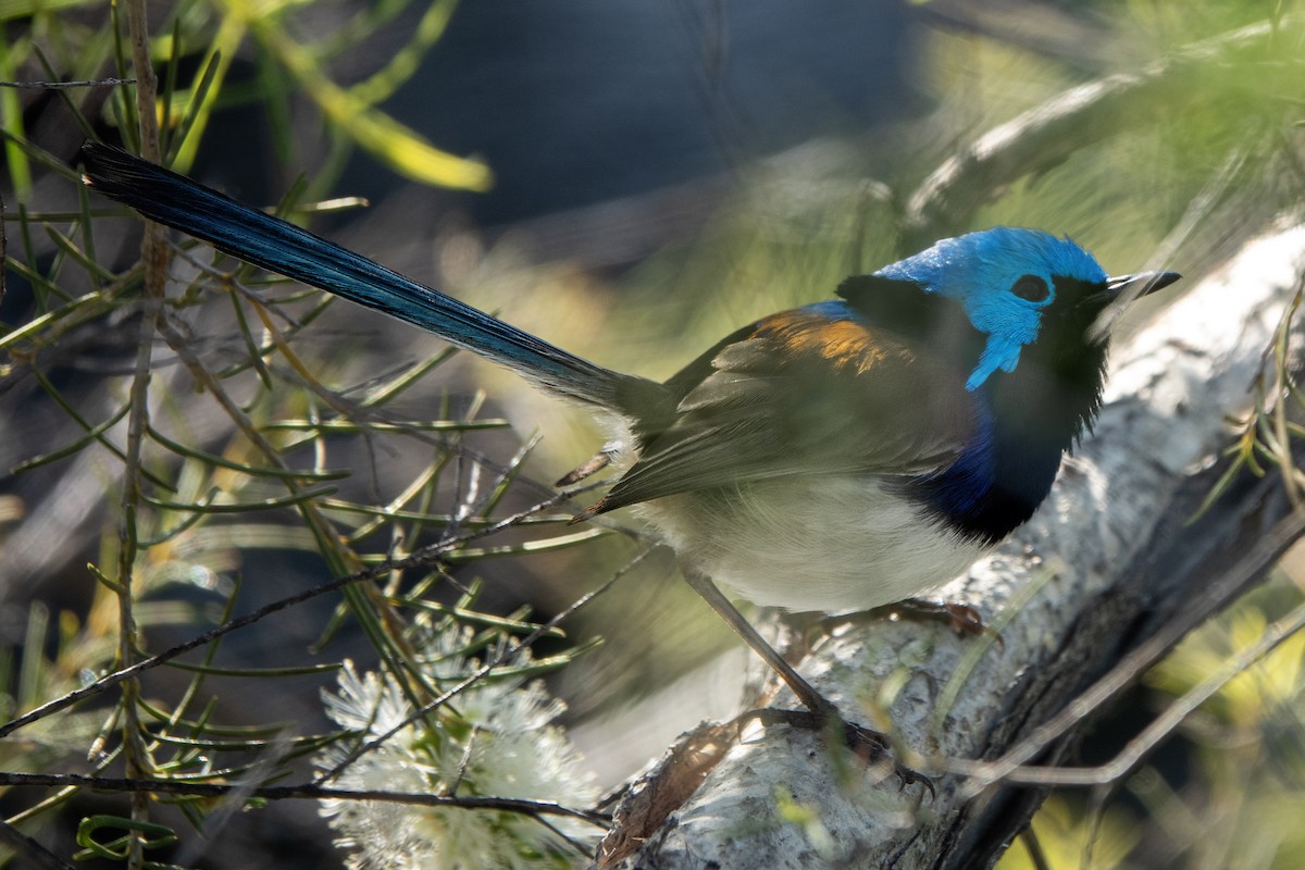 modropláštník fialovohřbetý - ML624291868