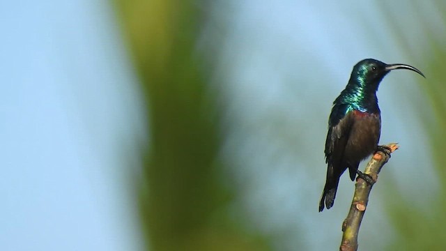 クリムネタイヨウチョウ - ML624292012