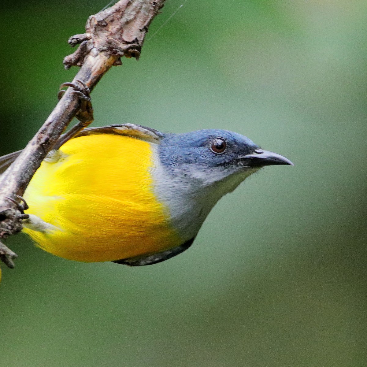 Orange-bellied Flowerpecker - ML624292066