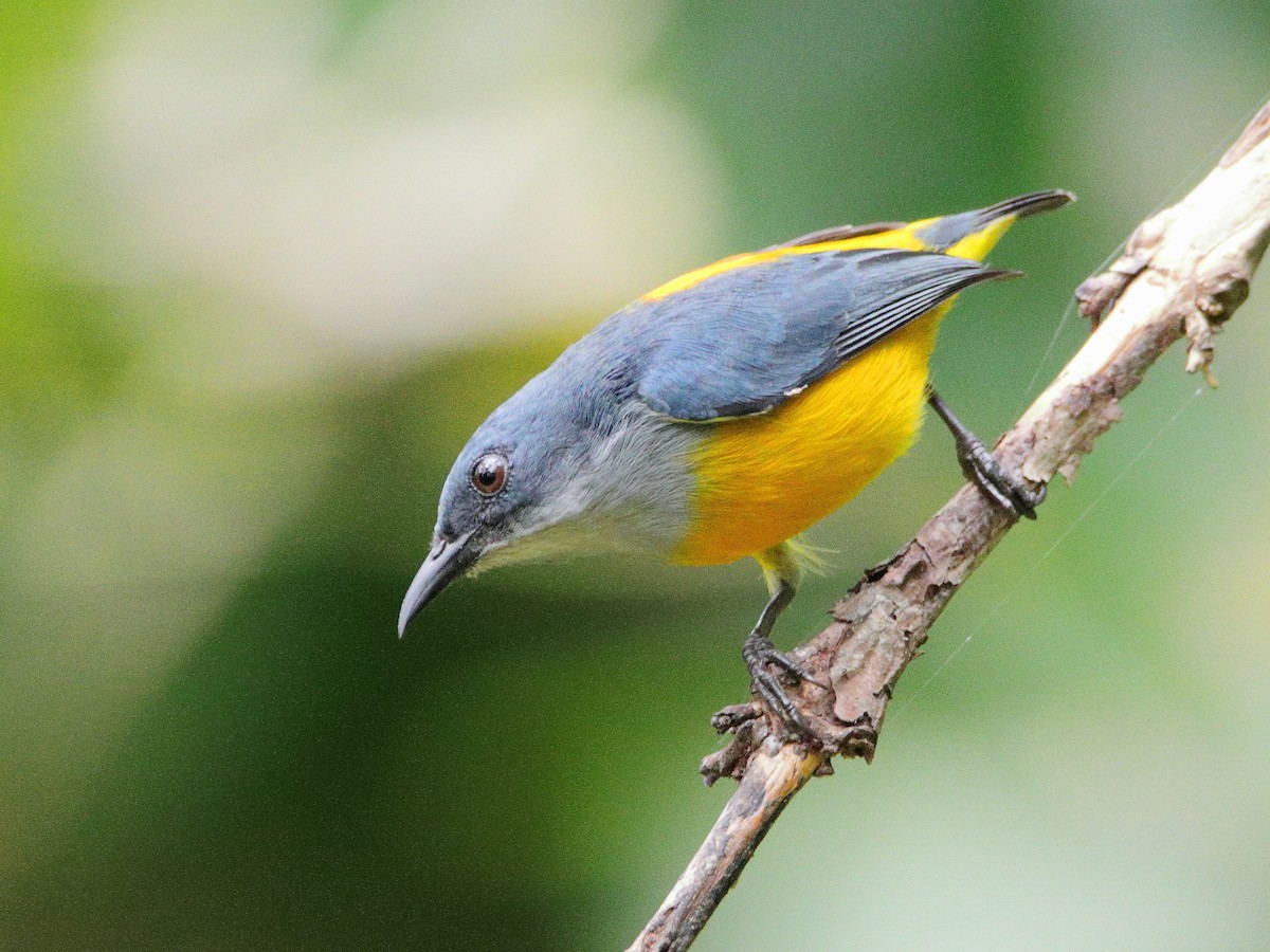 Orange-bellied Flowerpecker - ML624292067