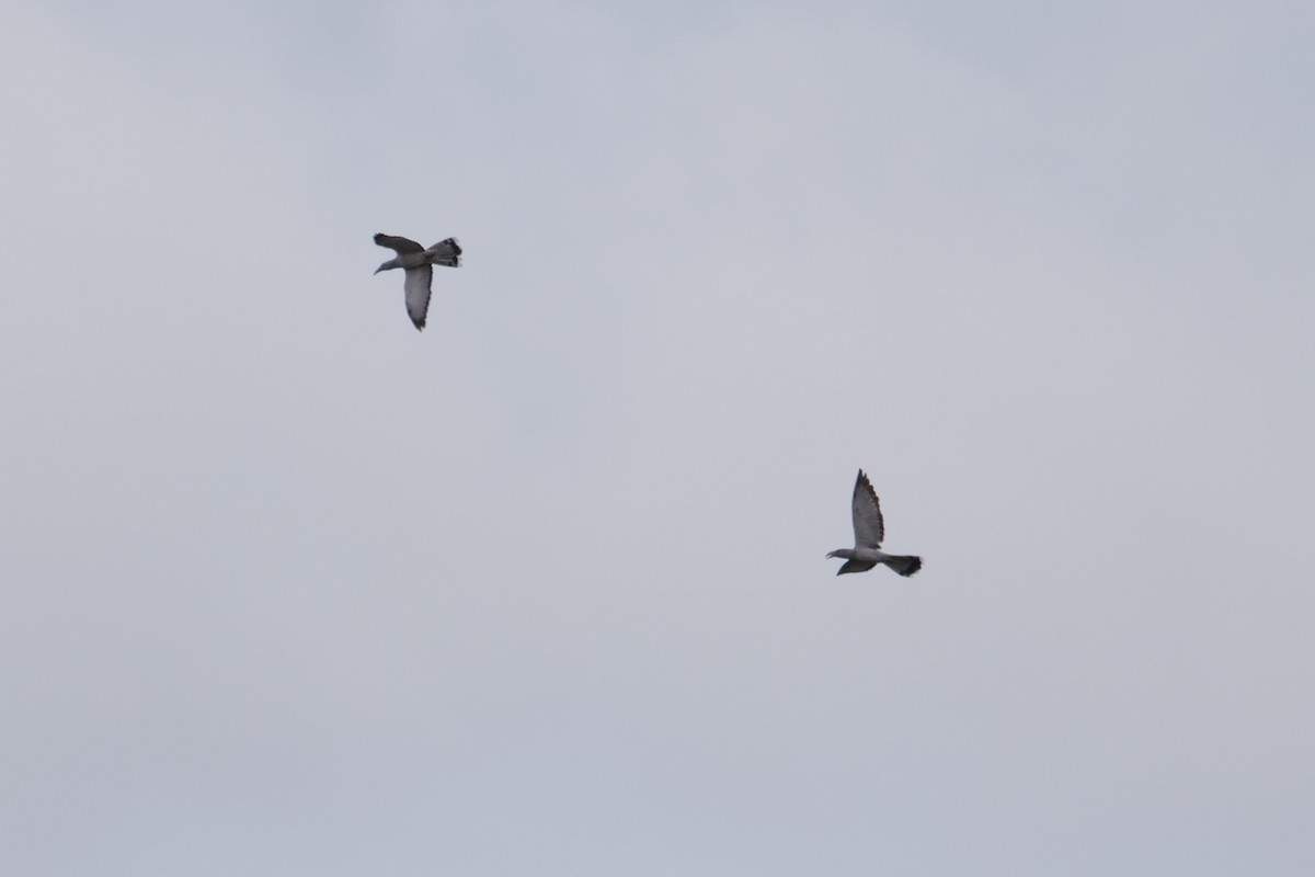 Channel-billed Cuckoo - ML624292084