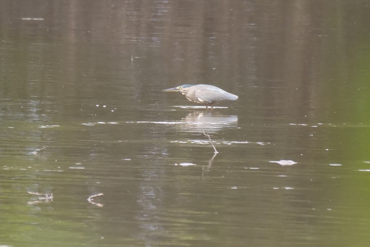 Striated Heron (Old World) - ML624292087