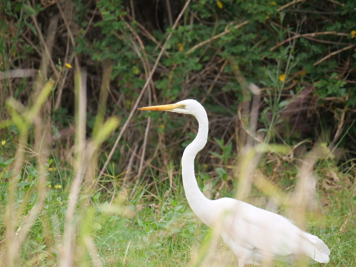 Great Egret - ML624292089