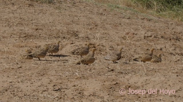 Chestnut-bellied Sandgrouse (African) - ML624292094