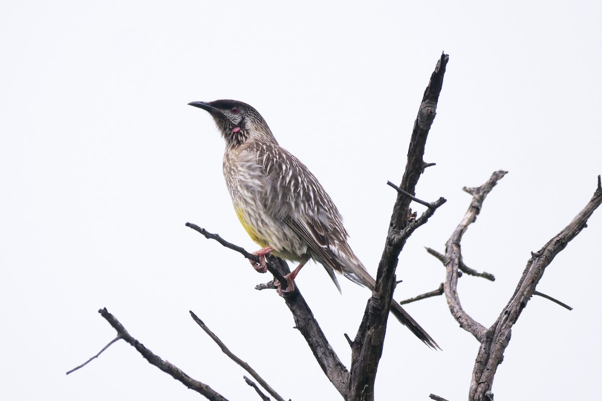 Red Wattlebird - ML624292095