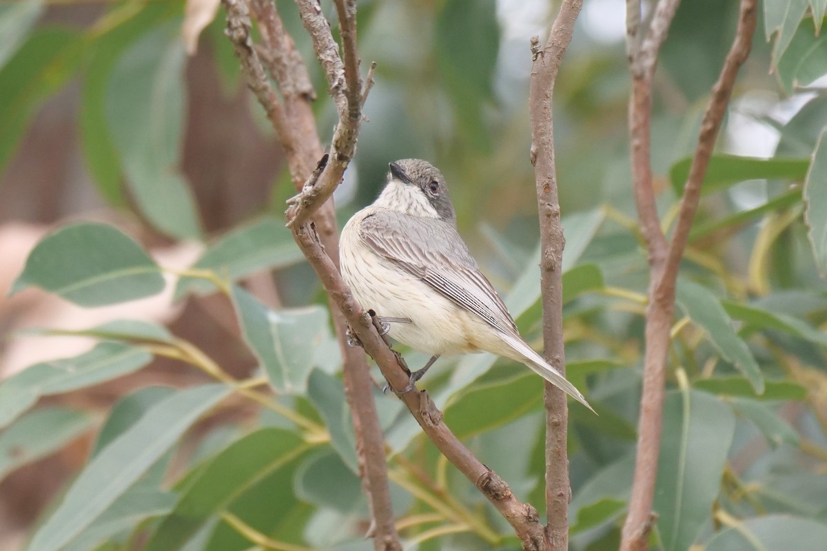 Rufous Whistler - ML624292102