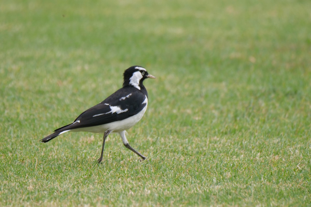 Magpie-lark - ML624292103