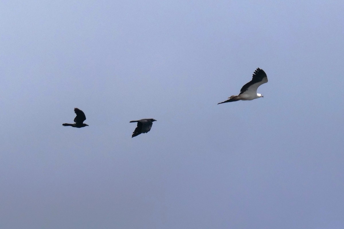 Australian Raven - ML624292107