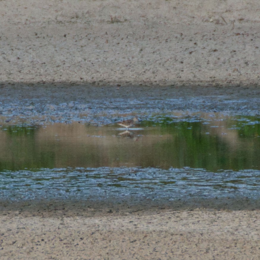 Sharp-tailed Sandpiper - ML624292167