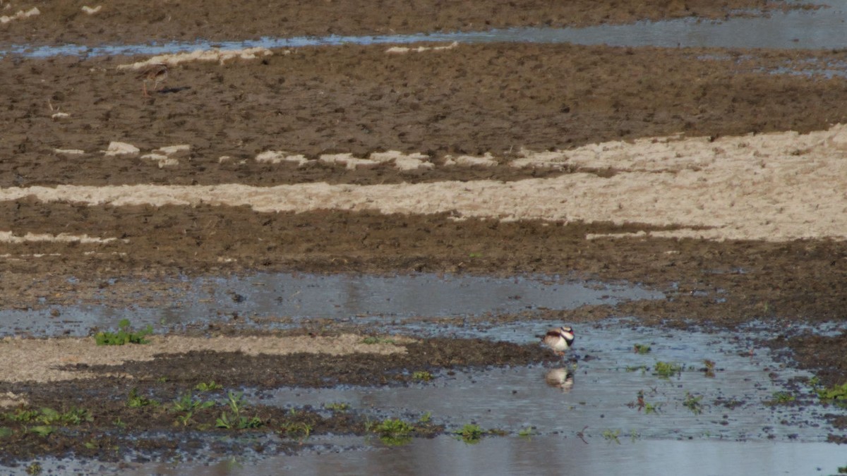 Black-fronted Dotterel - ML624292172