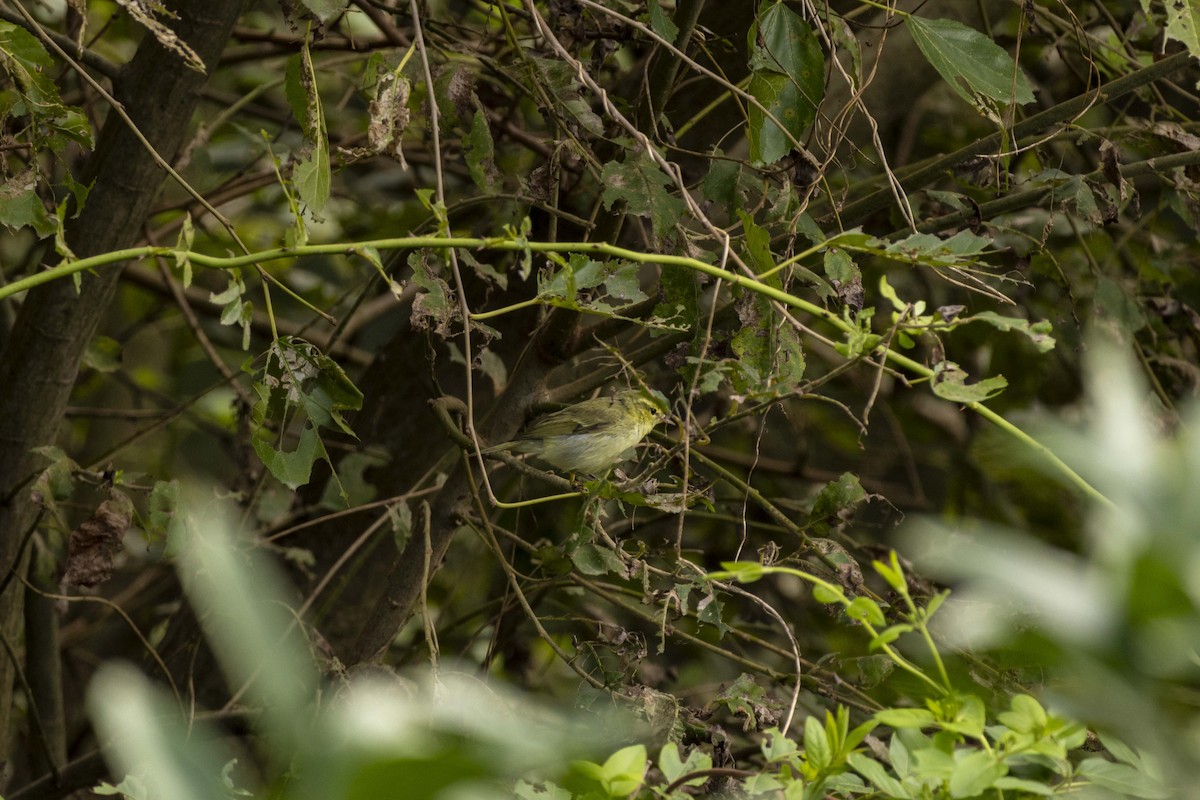 Green Warbler - Pantea Golzari