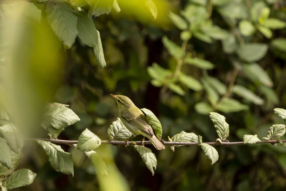 Green Warbler - ML624292217