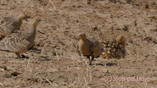 Chestnut-bellied Sandgrouse (African) - ML624292273