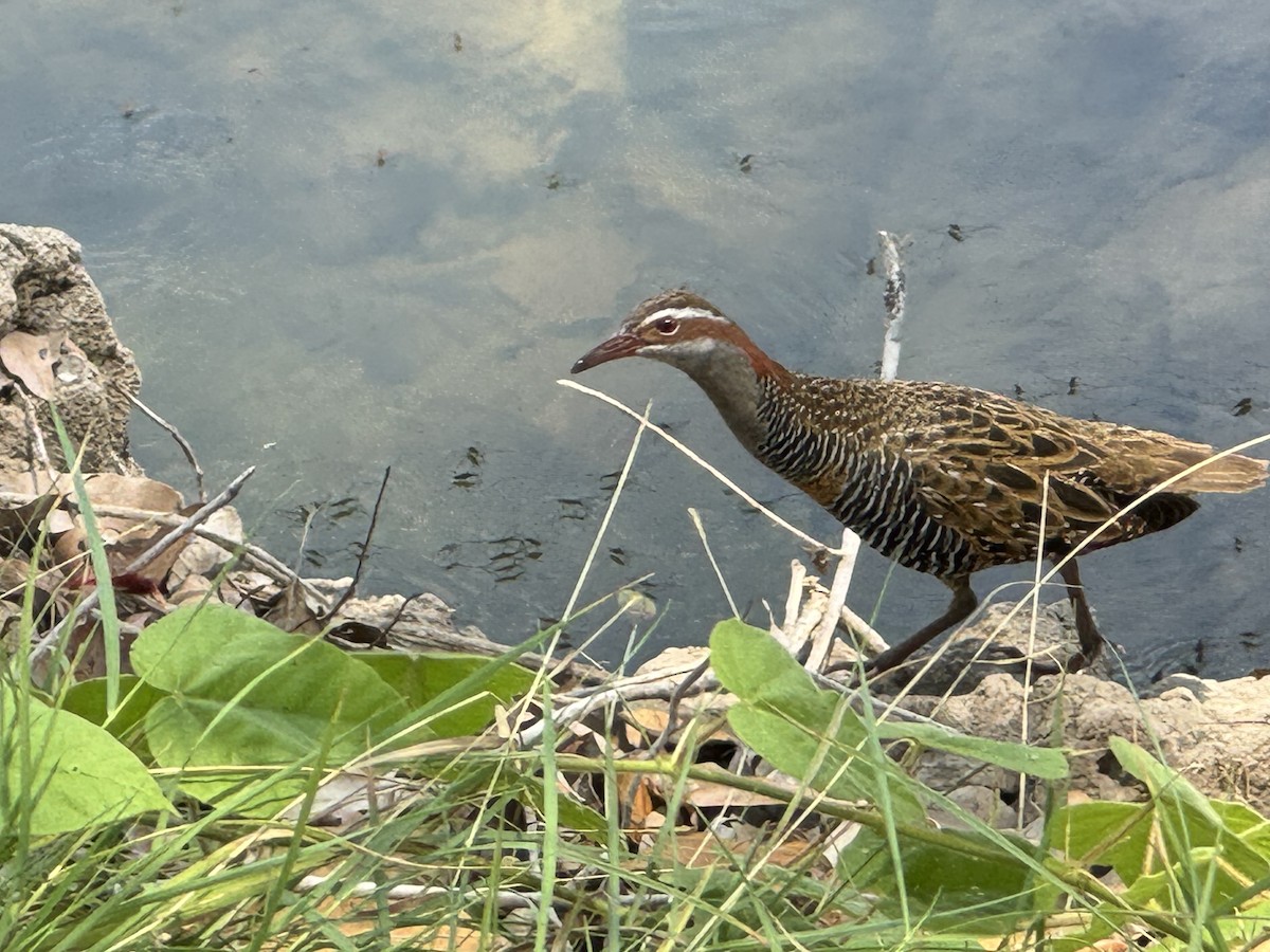 Buff-banded Rail - ML624292403