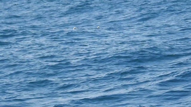 Masked Booby - ML624292459