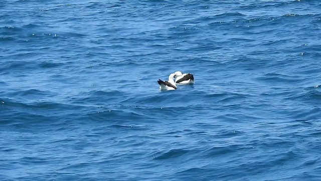 Masked Booby - ML624292460