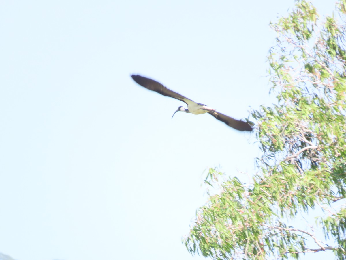 Straw-necked Ibis - ML624292471