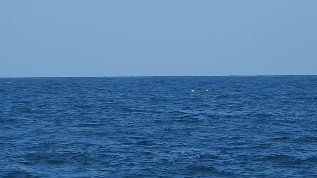 Masked Booby - ML624292489