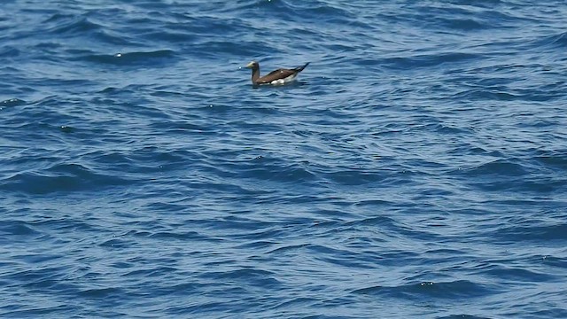 Masked Booby - ML624292490